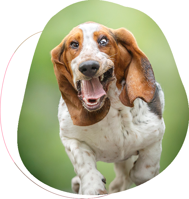 AnimaLight - Votre animal en photo
