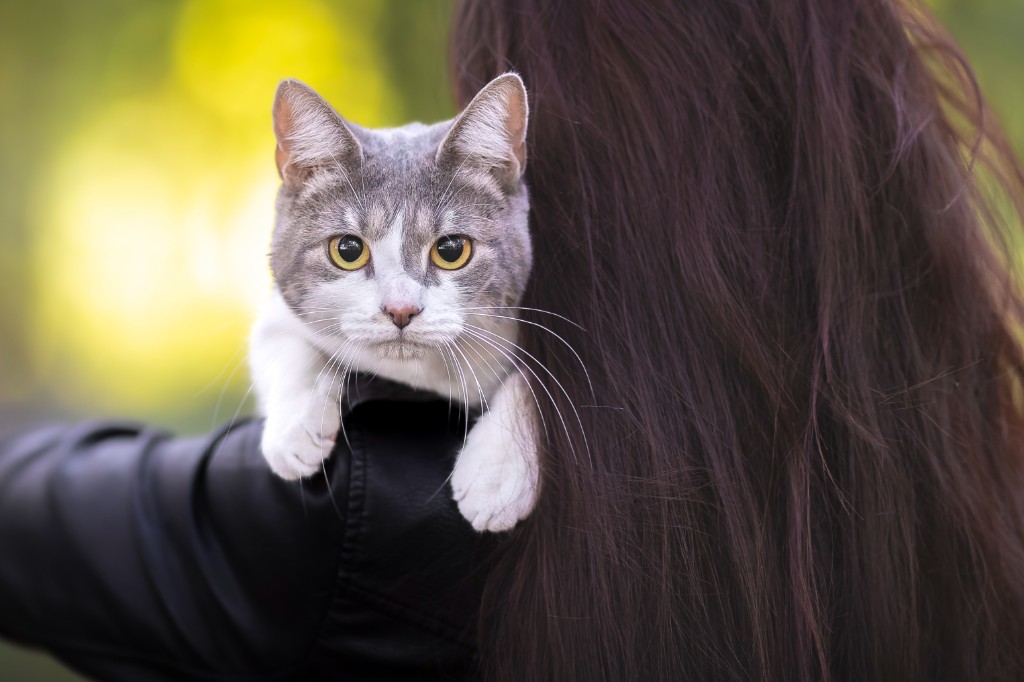 Chats