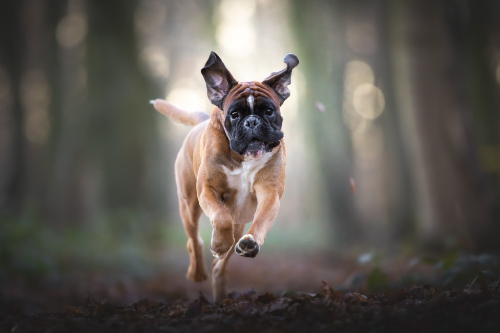 Chiens