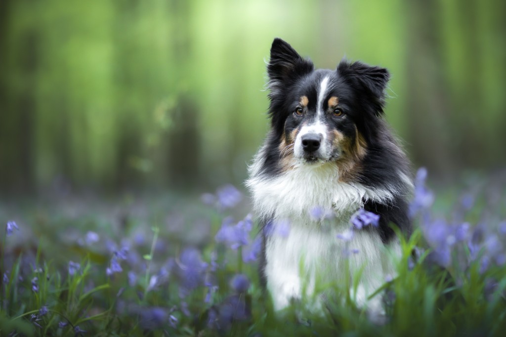 Chiens