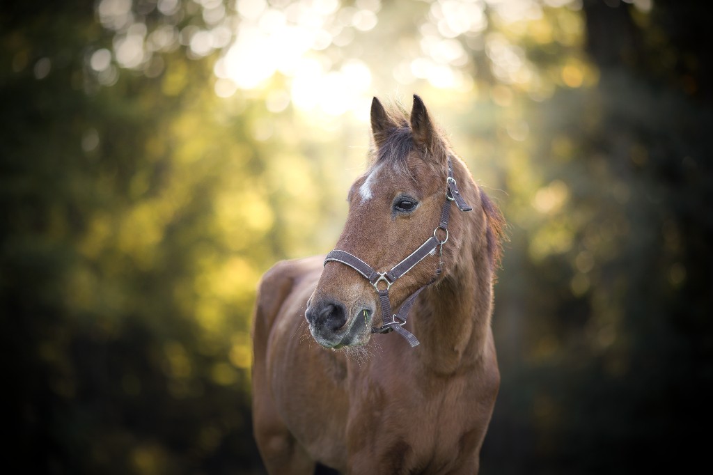 Chevaux