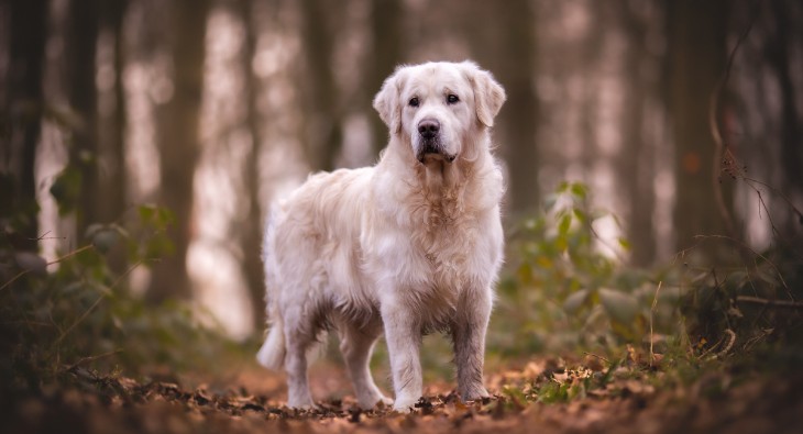 Le Golden Retriever de ma vie